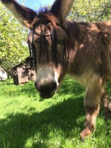 Freddie the Donkey