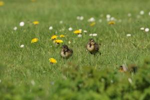 Sometimes there are baby Ducklings on the site